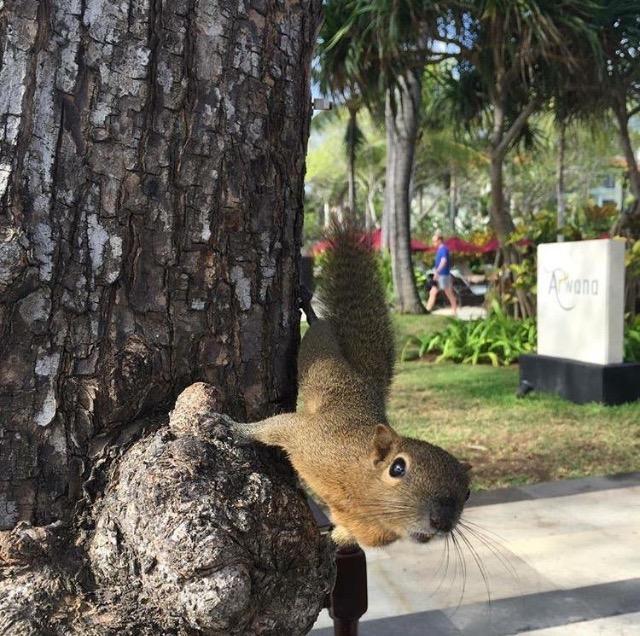 Tanjung Sari Inn Nusa Dua  Esterno foto